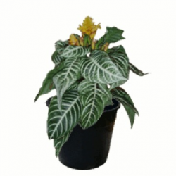 APHELANDRA P15 UN